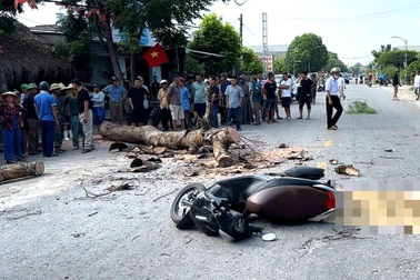 Vụ cưa cây khiến một người tử vong: Trách nhiệm pháp lý của người liên quan