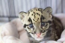 "Bó tay" những lần phát hiện động vật trong hành lý của khách đi máy bay