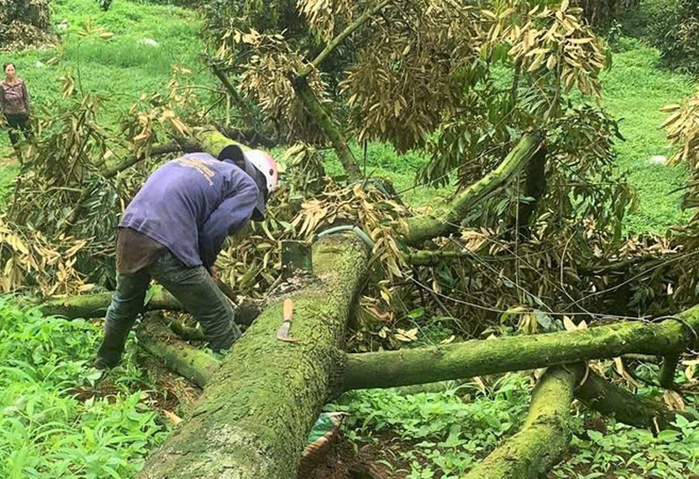 Sầu riêng gãy đổ, rụng trái la liệt, nông dân ở Lâm Đồng thiệt hại tiền tỷ - 1 Sầu riêng gãy đổ, rụng trái la liệt, nông dân ở Lâm Đồng thiệt hại tiền tỷ - 1