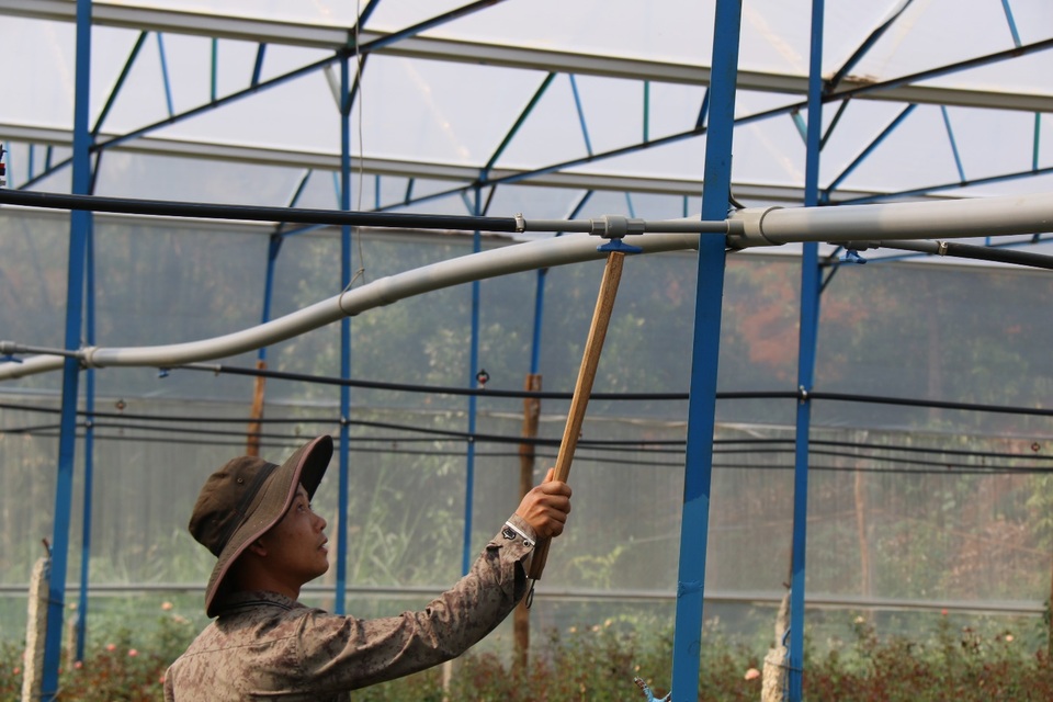 Bỏ việc ở Nhật, kỹ sư về quê trồng hoa thu đến 500 triệu đồng/tháng - 3 Bỏ việc ở Nhật, kỹ sư về quê trồng hoa thu đến 500 triệu đồng/tháng - 3