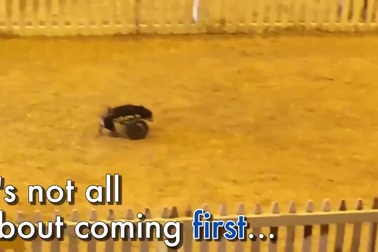 Thú vị cuộc thi chạy đua dành cho những chú chó bị tàn tật