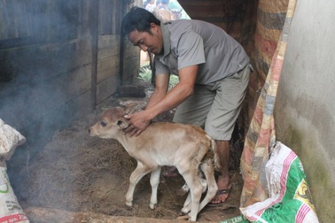 Nhiều người kéo đến xem bê con có 7 chân