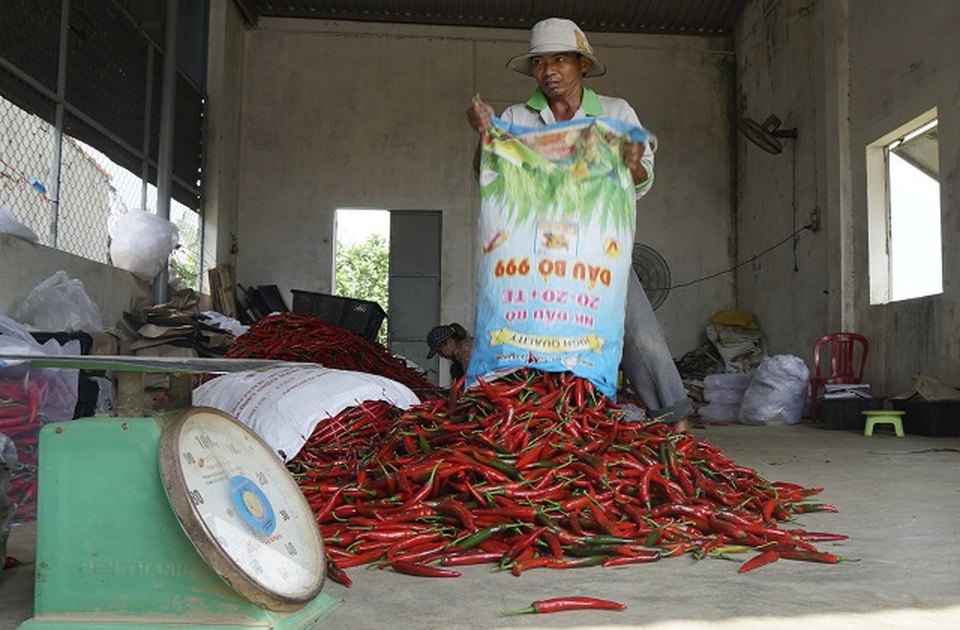 Nông dân Bình Định khóc ròng vì giá ớt tuột tận đáy - 6 Nông dân Bình Định khóc ròng vì giá ớt tuột tận đáy - 6