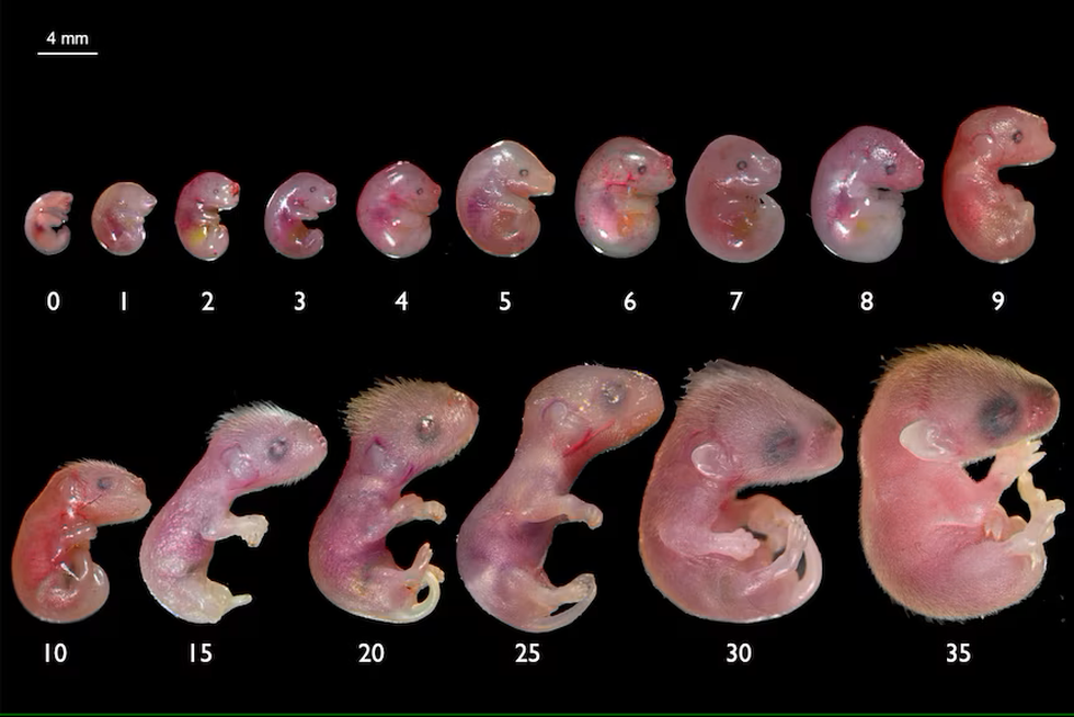Sau sói khổng lồ, thêm một loài động vật tuyệt chủng sắp được tái sinh - 6