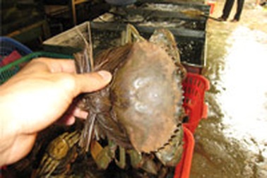 Thực phẩm cua lột - ai quản lý chất lượng?