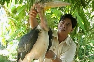 Thả chim “khủng” cao hơn 1m, nặng hơn 6kg về tự nhiên