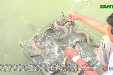 Lão nông đánh liều nuôi loài cá lạ và cái kết thu lãi khủng