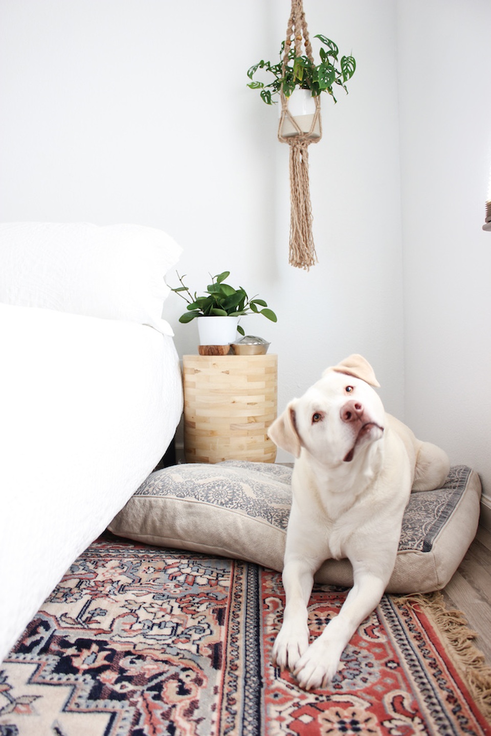 Lạ mắt với ngôi nhà trồng hơn 100 loại cây xanh, ai nhìn cũng mê mẩn - 9 Lạ mắt với ngôi nhà trồng hơn 100 loại cây xanh, ai nhìn cũng mê mẩn - 9