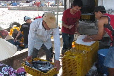 Ngư dân vẫn vươn khơi bám biển