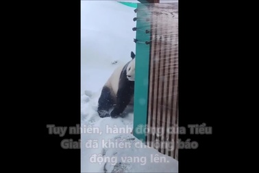 Gấu trúc tinh nghịch bày trò quậy phá trong vườn thú