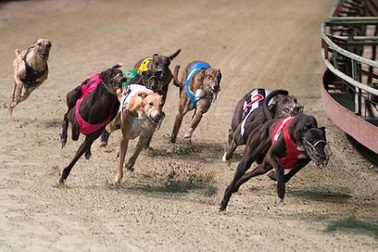 Khó như tiêu chuẩn… đua chó