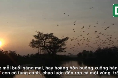 Video đàn cò hàng vạn con rợp kín bầu trời Quang Lộc, Can Lộc, Hà Tĩnh được PV Dân trí ghi lại.