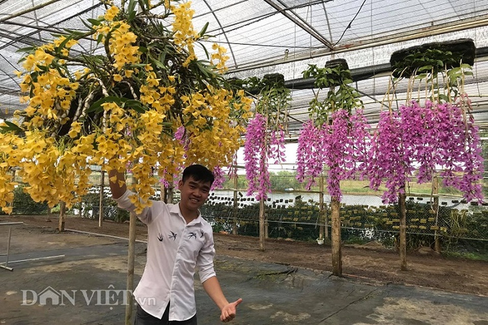 Giàn phong lan giả hạc thanh củi khủng của 9X Lâm Đồng - 2 Giàn phong lan giả hạc thanh củi khủng của 9X Lâm Đồng - 2