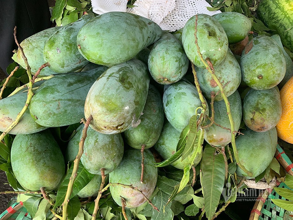 Xoài khổng lồ xuất hiện tràn khắp chợ Hà Nội - 5 Xoài khổng lồ xuất hiện tràn khắp chợ Hà Nội - 5
