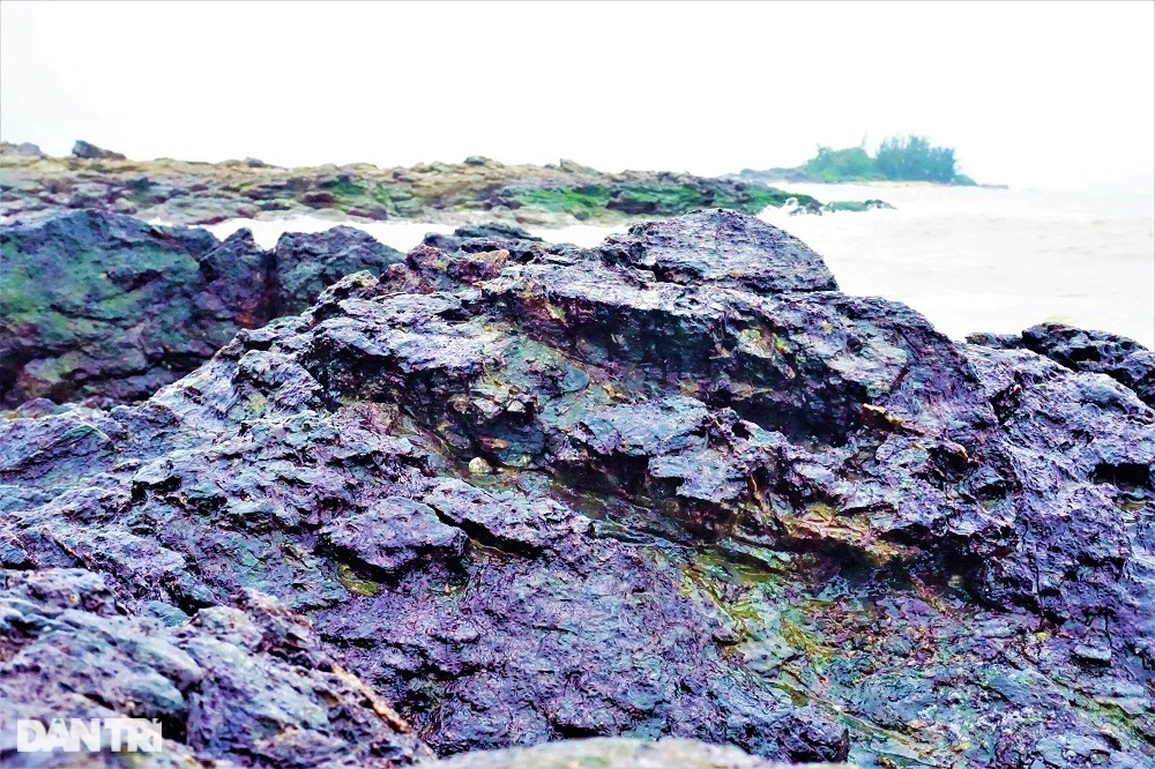 Dân làng chài kiếm được bộn tiền nhờ loại rau lộc biển - 2 Dân làng chài kiếm được bộn tiền nhờ loại rau lộc biển - 2