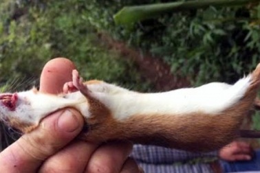 Săn chuột sâm trên đỉnh Ngọc Linh