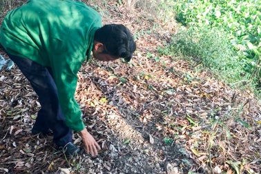 Vụ 300 xác thai nhi: Cơ quan thuộc Bộ Y tế vào cuộc