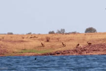 Linh dương trả giá bằng mạng sống vì quyết định nhảy qua đầu sư tử