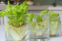 Cách trồng rau củ từ gốc bỏ đi, không cần bón phân cây vẫn lớn vùn vụt