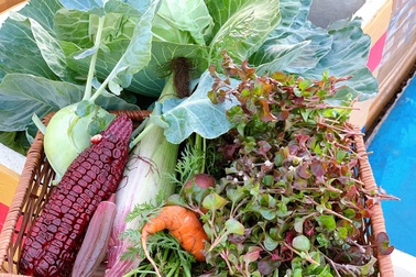 Mẹ đảm ở Đắk Lắk biến sân thượng thành "studio nông trại" đẹp mê