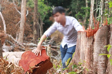 Lâm tặc "xẻ thịt", cạo trọc rừng xanh: Yêu cầu xử lý đơn vị bảo vệ rừng