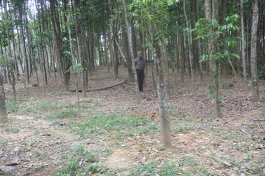 Giật mình với những "tỷ phú" gió trầm ở vùng quê nghèo