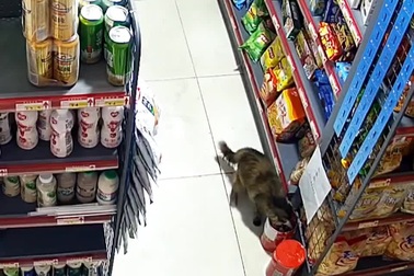 Mèo thản nhiên vào siêu thị ăn cắp đồ như chỗ không người