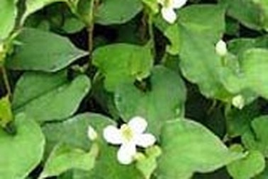 Rau diếp cá - vị thuốc đa năng