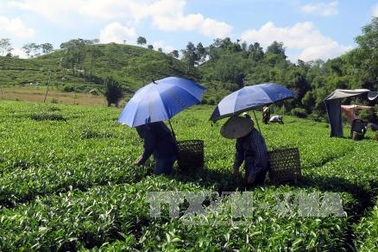 Đổi mới trên quê hương cách mạng Tân Trào