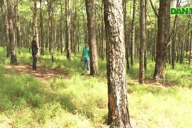 Cả rừng thông bị đầu độc, không biết quy trách nhiệm cho ai?!