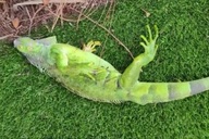 Giá rét bất thường khiến rồng xanh đông cứng vì lạnh, rơi xuống đất như mưa