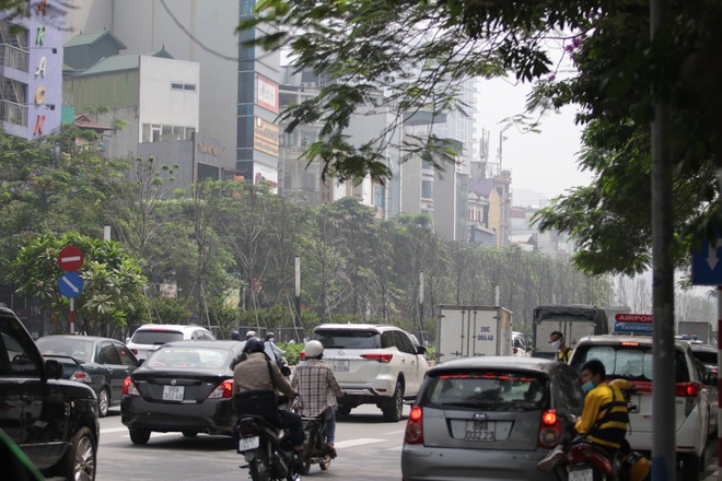 Nắng nóng thiêu đốt hàng trăm cây phong lá đỏ sống như chết khô - 15 Nắng nóng thiêu đốt hàng trăm cây phong lá đỏ sống như chết khô - 15