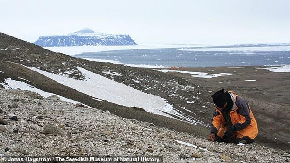 Phát hiện hài cốt 40 triệu năm tuổi của ếch ở Nam Cực - 1 Phát hiện hài cốt 40 triệu năm tuổi của ếch ở Nam Cực - 1