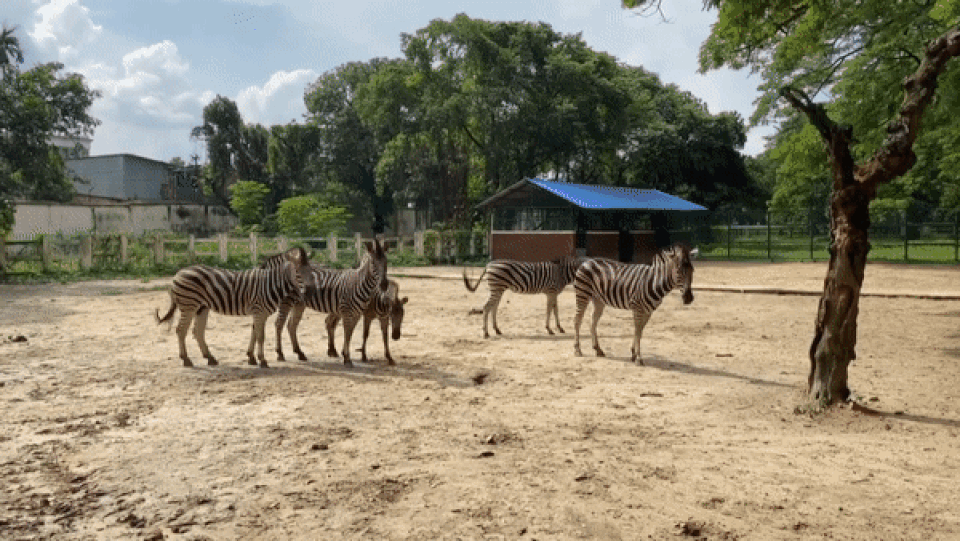 Động vật trong vườn thú đẻ con nhiều chưa từng có khi vắng khách tham quan - 1 Động vật trong vườn thú đẻ con nhiều chưa từng có khi vắng khách tham quan - 1