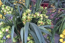 Nhiều loại địa lan "khủng" đổ bộ Hà Nội, giá nửa triệu đồng/cành