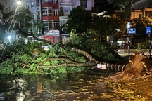 Hà Nội ngớt mưa bão, cây đổ la liệt trên đường phố