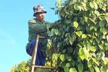 Nỗi buồn khi hồ tiêu đạt năng suất cao