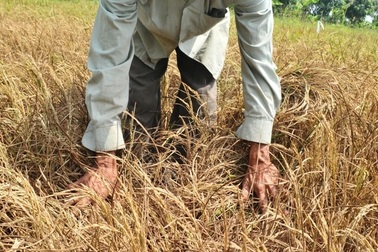 Hạn, mặn “nuốt” gần 700.000 tấn lúa