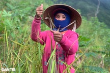 Mùa tuốt lúa sống nhờ… "nước trời" ở Quảng Ngãi