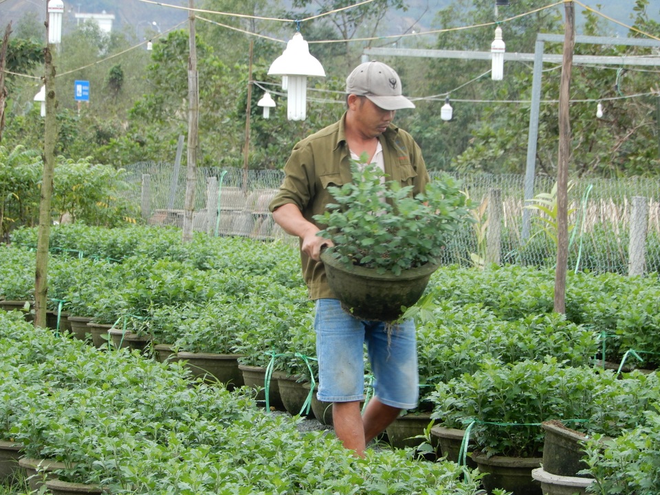 Nông dân thấp thỏm vụ hoa Tết - 1 Nông dân thấp thỏm vụ hoa Tết - 1