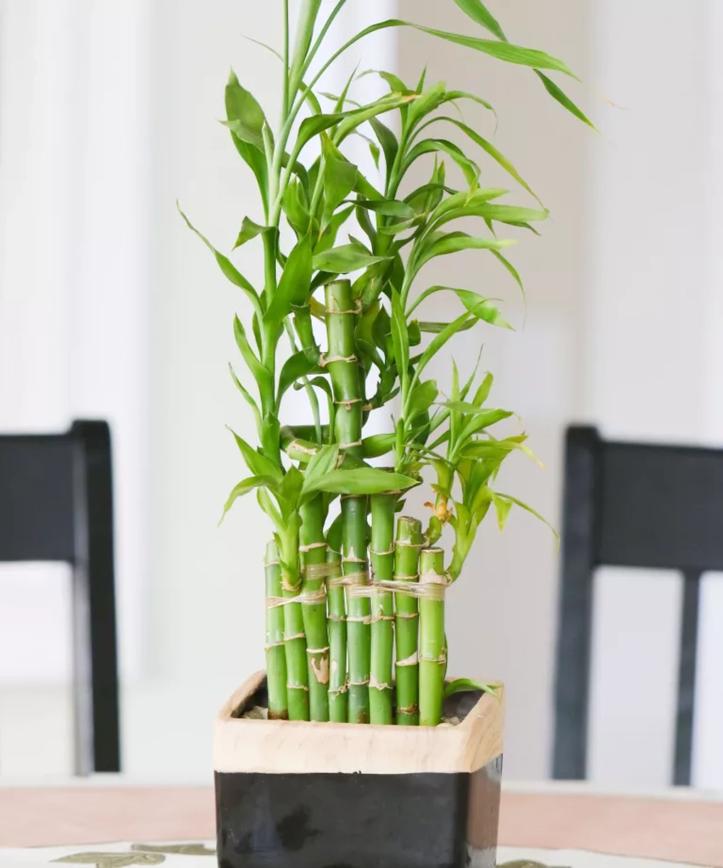 Các loại cây nên và tránh trồng trong nhà theo nguyên tắc phong thủy - 5 Các loại cây nên và tránh trồng trong nhà theo nguyên tắc phong thủy - 5