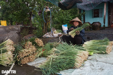 Nông dân khấm khá nhờ trồng sả trên đất nhiễm mặn lãi gấp 5 cấy lúa