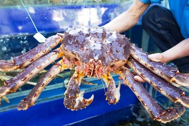 Cua hoàng đế “sang chảnh” rớt giá, giảm hơn nửa triệu đồng/kg