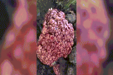 “Não người mọc trên cây” khiến người dắt chó đi dạo kinh ngạc