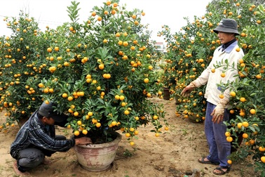 Làng quất cảnh Hội An "đỏ mắt" chờ thương lái