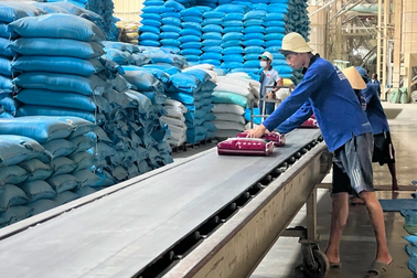 Giá gạo nhảy múa