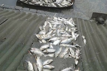 Cá nuôi gần khu công nghiệp chết nổi trắng ao