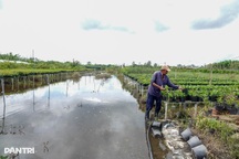 Nông dân miền Tây lo mất Tết vì sạt lở, vỡ đê, nước ngập bủa vây