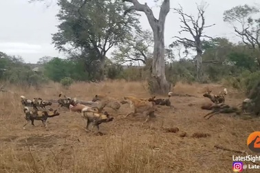 Cuộc hỗn chiến tranh mồi giữa báo hoa mai, linh cẩu và đàn chó hoang