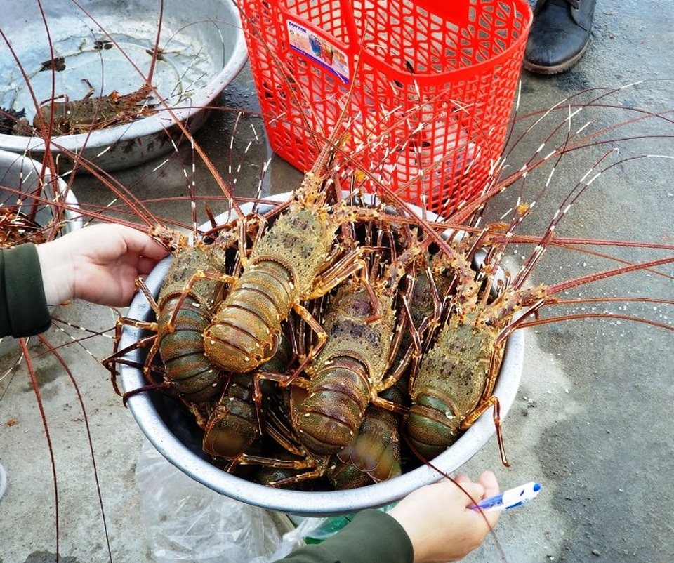 Bẫy tôm hùm biển, ngư dân kiếm chục triệu sau 2 đêm ra khơi - 1